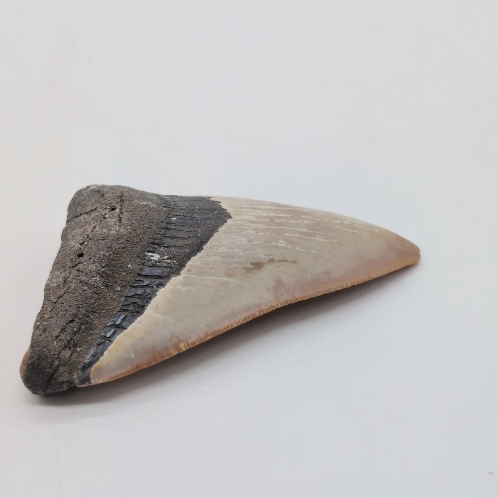 Real Otodus Megalodon Fossilized Shark Tooth 3 In Beautiful Colors
